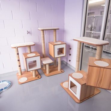 One of the play rooms for the cats with outs of cat towers and comfy places to nap!