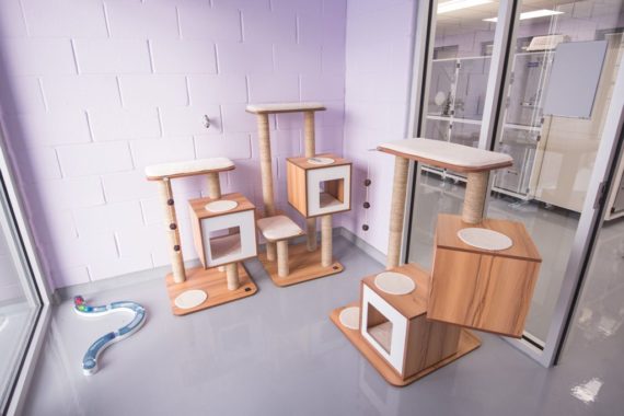 One of the play rooms for the cats with outs of cat towers and comfy places to nap!