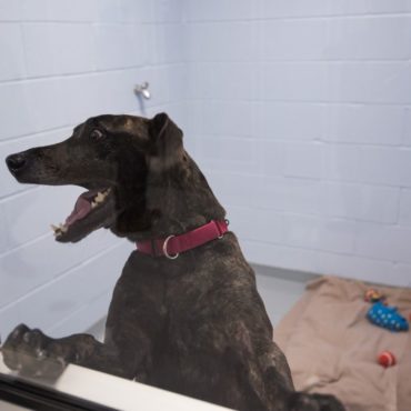 One of the "Real Life" rooms with Austin, a dog who has been with the shelter for a while.
