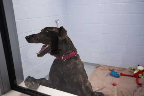 One of the "Real Life" rooms with Austin, a dog who has been with the shelter for a while.